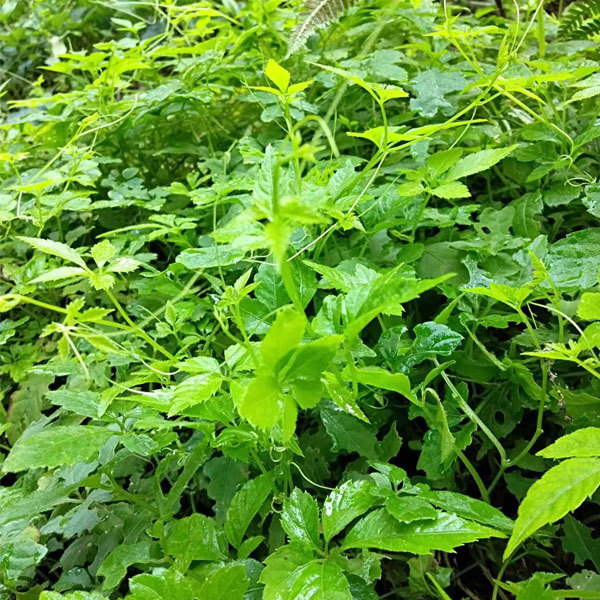 Gynostemma seeds 1kg