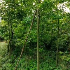 Ormosia hosiei/Red bean tree seeds 1kg