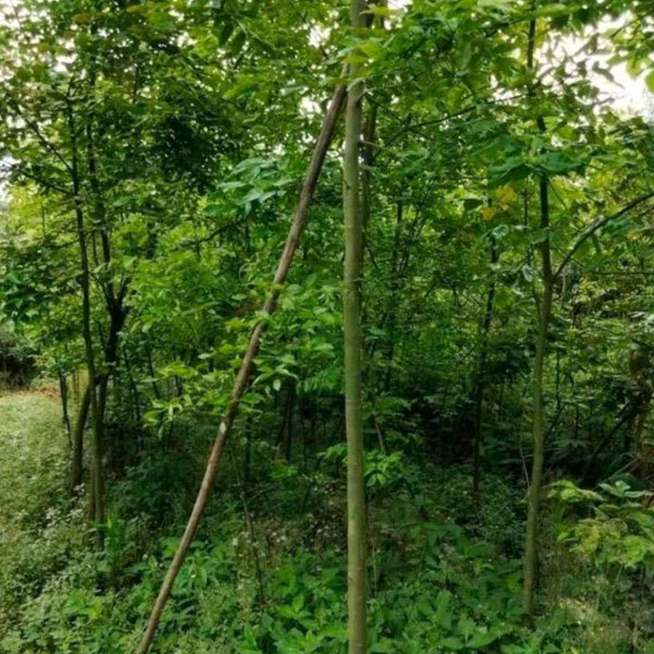 Ormosia hosiei/Red bean tree seeds 1kg