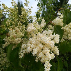 Syringa reticulata/Syringa amurensis seeds 1kg