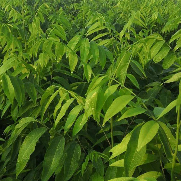 Sapindus mukorossi/Soapberry seeds 1kg