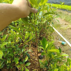 Ficus microcarpa/Pusillifolia seeds 1kg