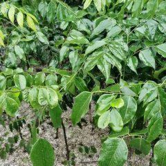 Erythrophleum fordii seeds 1kg