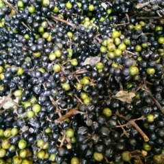 Magnolia officinalis seeds 1kg