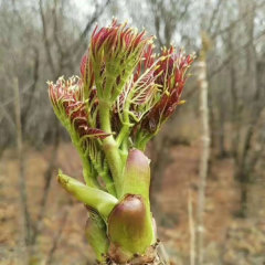 aralia elata seem seeds 1kg