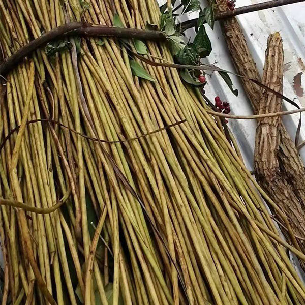 Catalpa bungei seeds 1kg