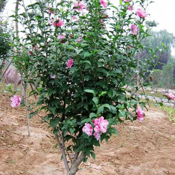 Hibiscus syriacus seeds 1kg