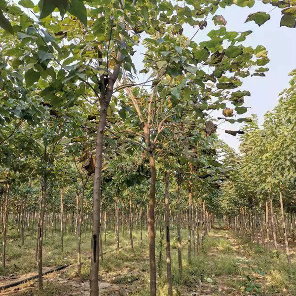 Catalpa ovata/Chinese catalpa seeds 1kg