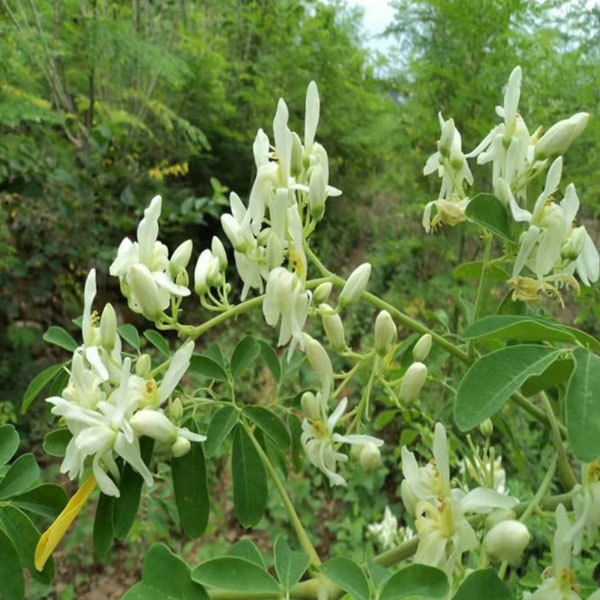 moringa oleifera seeds 1kg