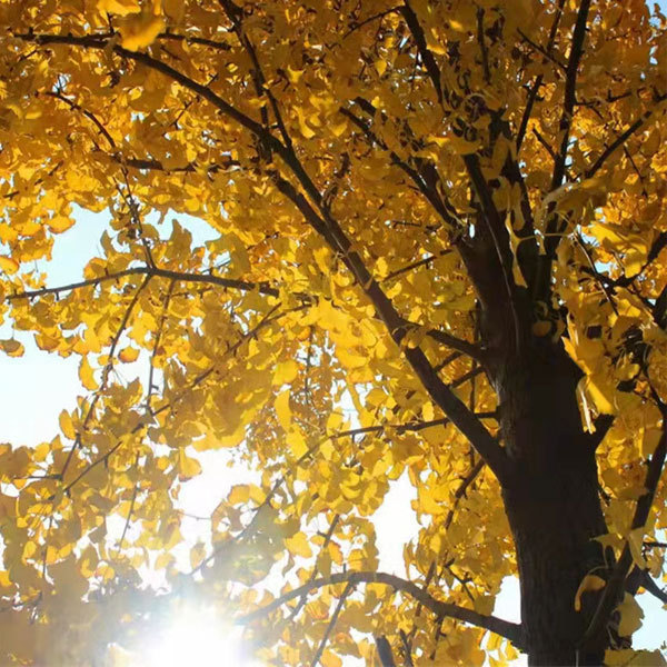 Ginkgo biloba/Gingko seeds 1kg