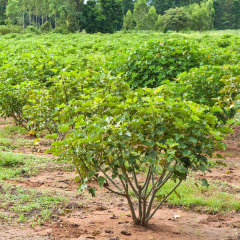 Jatropha curcas seeds 1kg