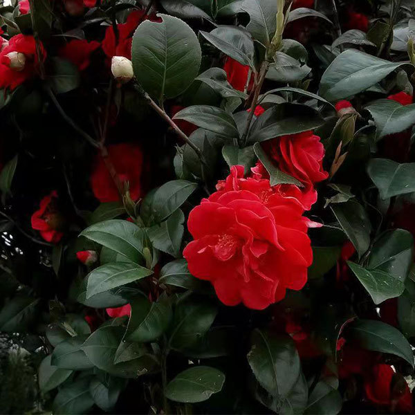 Camellia semiserrata/Camellia reticulata seeds 1kg