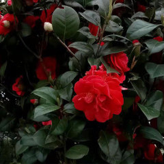 Camellia semiserrata/Camellia reticulata seeds 1kg
