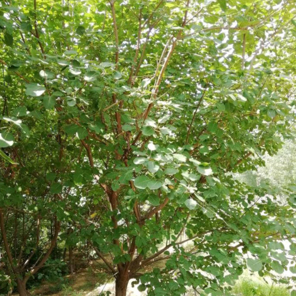 Cotinus coggygria seeds/ Cotinus coggygria Scop seeds 1kg