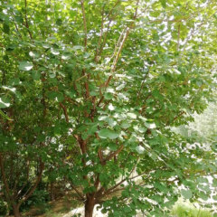 Cotinus coggygria seeds/ Cotinus coggygria Scop seeds 1kg