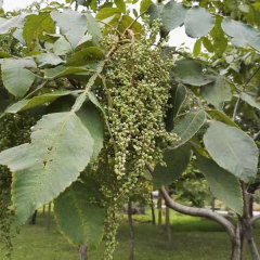 Rhus chinensis seeds 1kg