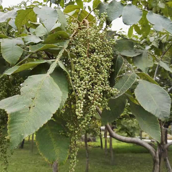 Rhus chinensis seeds 1kg