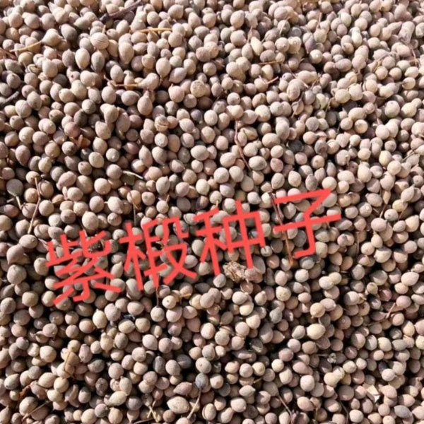 Tilia amurensis seeds 1kg