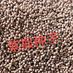 Tilia amurensis seeds 1kg