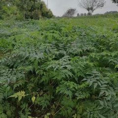 Melia azedarach/Chinaberry seeds 1kg