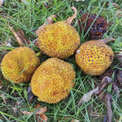 Artocarpus incisa/Artocarpus altilis seeds 1kg