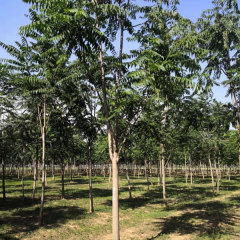 Ailanthus altissima seeds 1kg