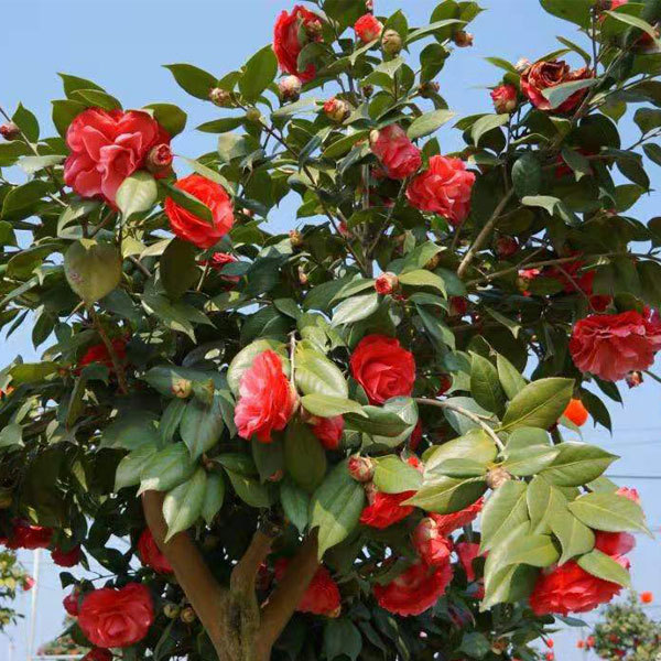 Camellia semiserrata/Camellia reticulata seeds 1kg