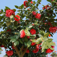 Camellia semiserrata/Camellia reticulata seeds 1kg