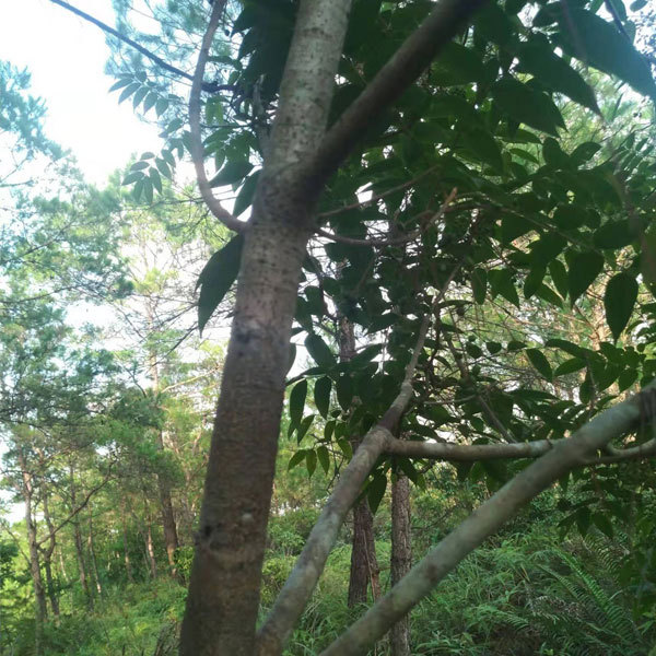 Lacquer tree/Toxicodendron vernicifluum seeds 1kg