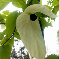Chinese dove tree/Davidia involucrata Baill seeds 1kg