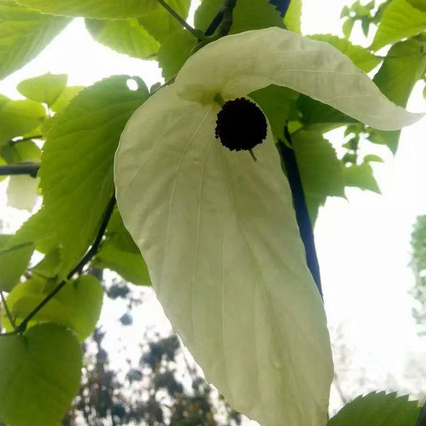 Chinese dove tree/Davidia involucrata Baill seeds 1kg