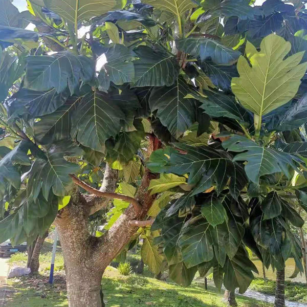 Artocarpus incisa/Artocarpus altilis seeds 1kg