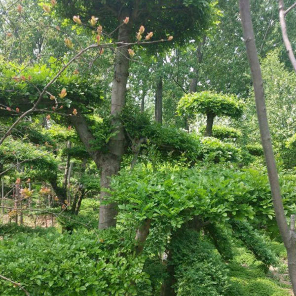 Ligustrum obtusifolium seeds 1kg