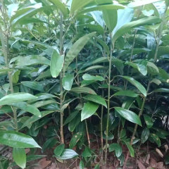 Cinnamon/Cinnamomum cassia seeds 1kg