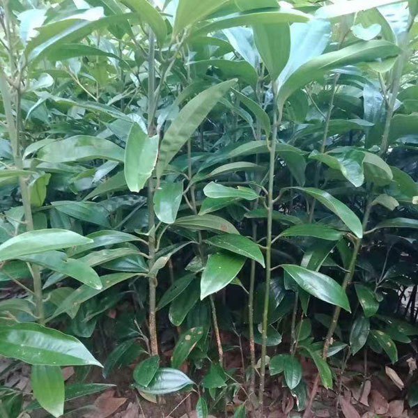 Cinnamon/Cinnamomum cassia seeds 1kg