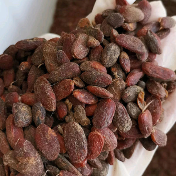 Magnolia grandiflora seeds 1kg