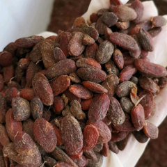 Magnolia grandiflora seeds 1kg