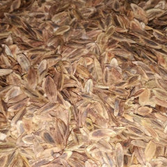 Syringa reticulata/Syringa amurensis seeds 1kg