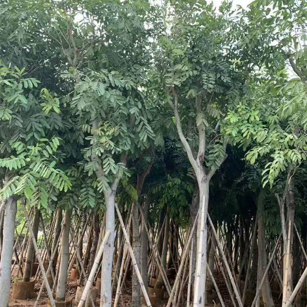 Swietenia mahagoni/Mahogany seeds 1kg