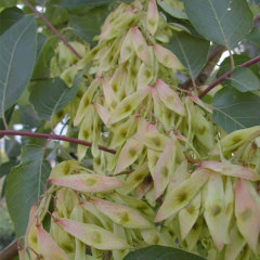 Ailanthus altissima seeds 1kg
