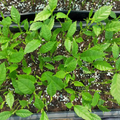 Artocarpus incisa/Artocarpus altilis seeds 1kg