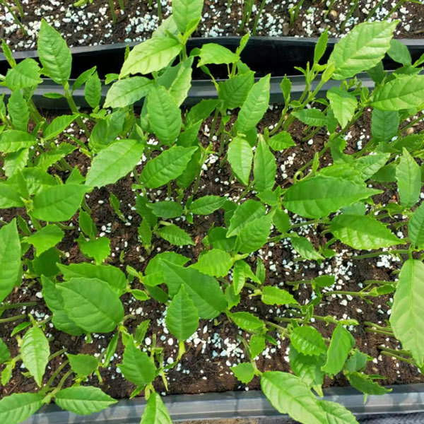 Artocarpus incisa/Artocarpus altilis seeds 1kg