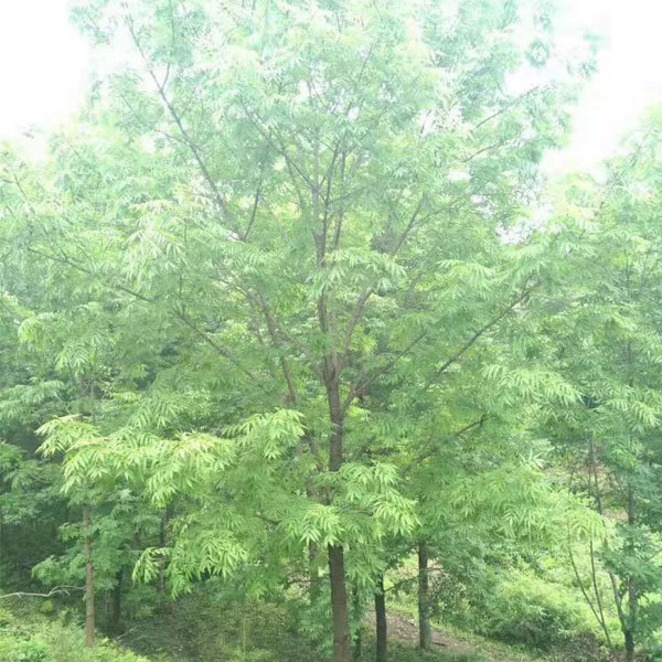 Fraxinus mandshurica/White ash seeds 1kg