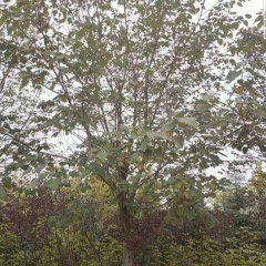 Broussonetia papyrifera/Paper mulberry seeds 1kg