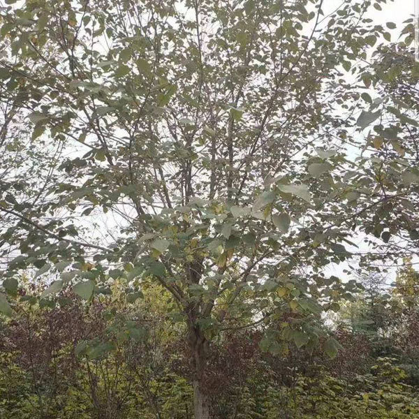 Broussonetia papyrifera/Paper mulberry seeds 1kg