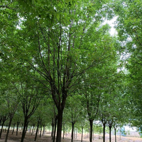 Fraxinus chinensis/Ash tree seeds 1kg