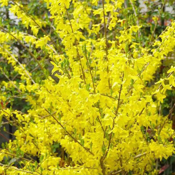 Forsythia suspensa/Fructus Forsythiae seeds 1kg