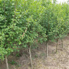 Hibiscus syriacus seeds 1kg