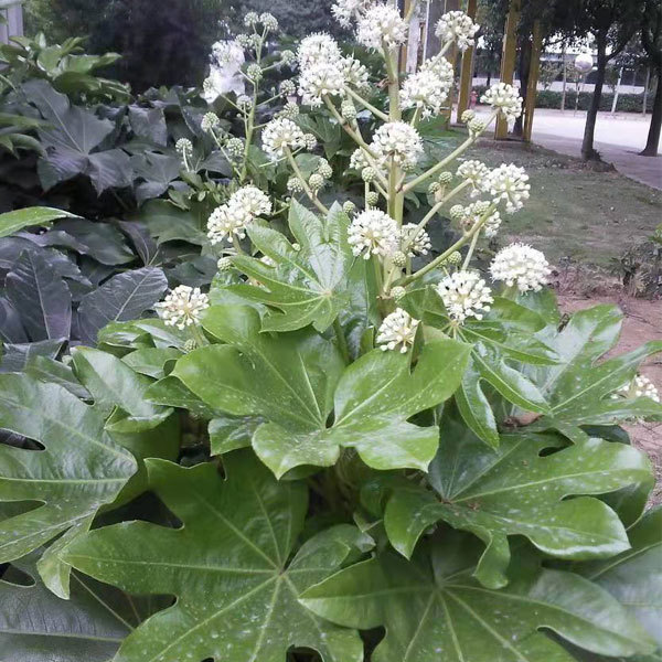 Fatsia japonica seeds 1kg