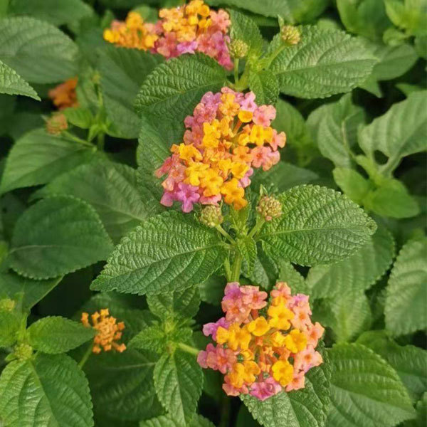 lantana camara seeds 1kg